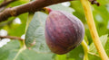 Olympian Fig Seeds - 100+ Pack for Garden Planting - Ficus carica - USA Grown