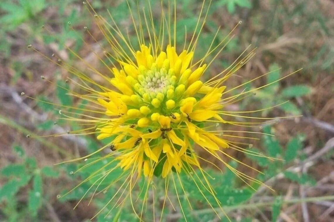 Golden Bee Spider Seeds - 100 Pack - Clome Spinosa Perennial - US Seller