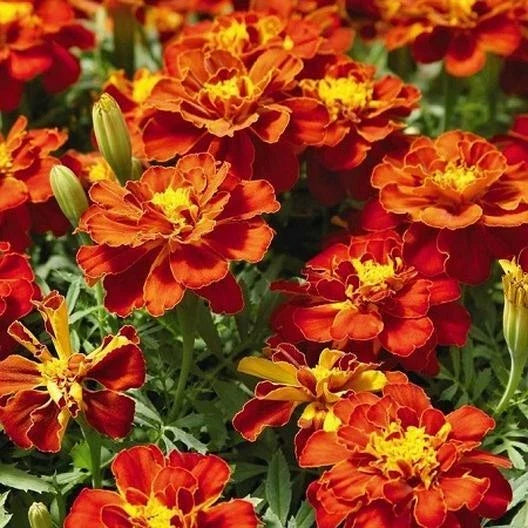 French Marigold Seeds - Red Cherry Variety - Non-GMO - 200 Count - Beneficial for Vegetable Gardens - Tagetes patula