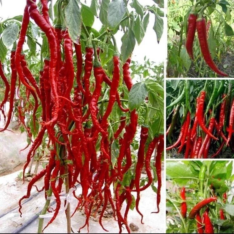 Giant Spicy Red Chili Pepper Seeds - 30 Pcs - Capsicum Annuum - USA Seller