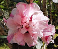 Live Plant Double Rose of Sharon Starter 1/2 to 1' Pink Flowering Hibiscus Althea (Hibiscus syriacus)