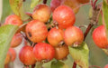 Evereste Crabapple Seeds - 25+ Pack for Garden Planting - Malus domestica - USA - Free Shipping