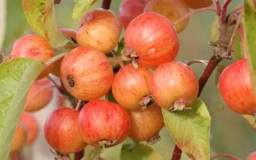 Evereste Crabapple Seeds - 25+ Pack for Garden Planting - Malus domestica - USA - Free Shipping