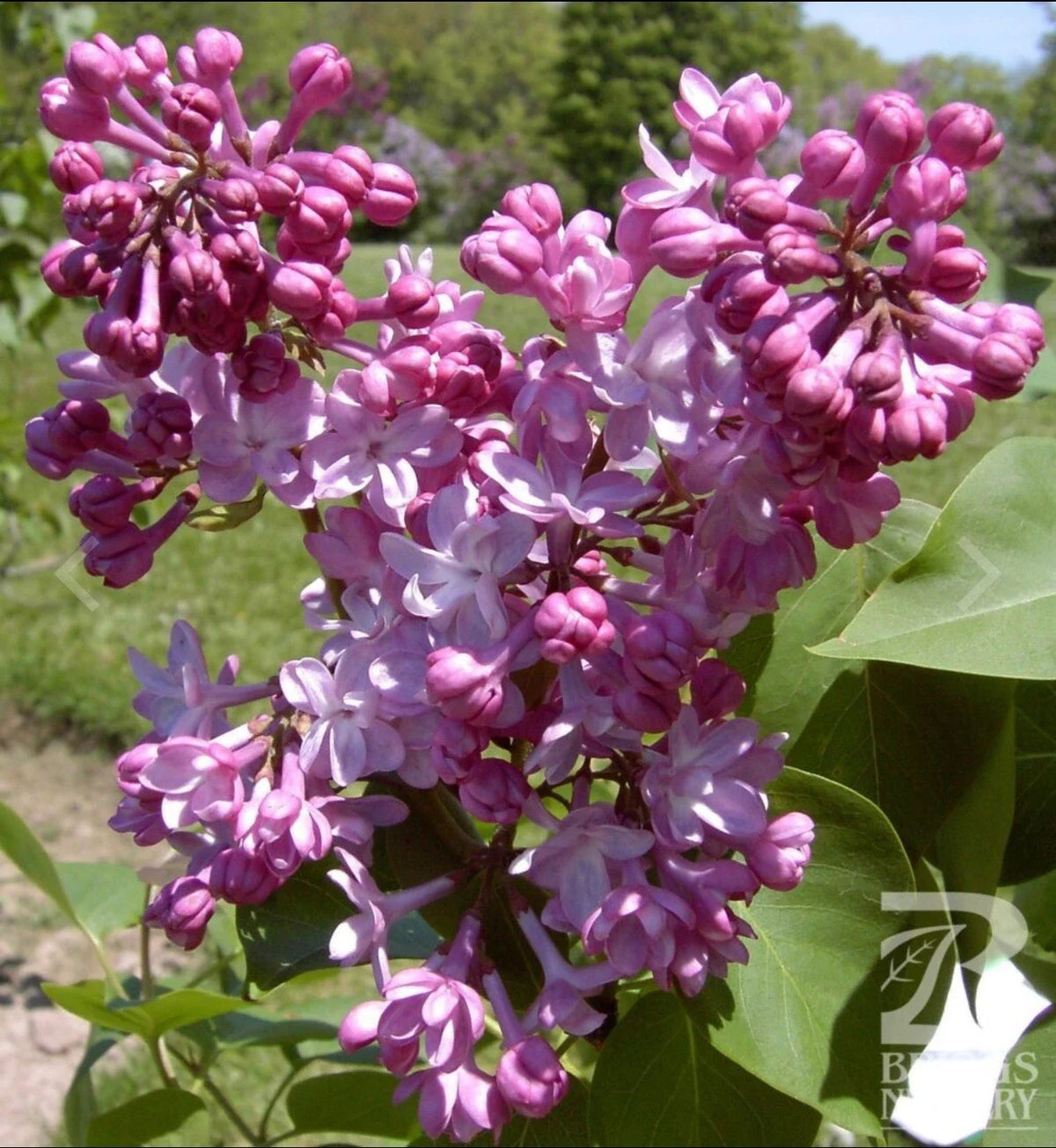 Lilac Plant Starter - Belle de Nancy Variety - Syringa Vulgaris - Small Well Rooted 4-8” Tall