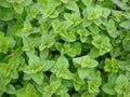 Greek Oregano Herb, Non-GMO, Winter Marjoram, Various Sizes, Free Shipping, Origanum vulgare
