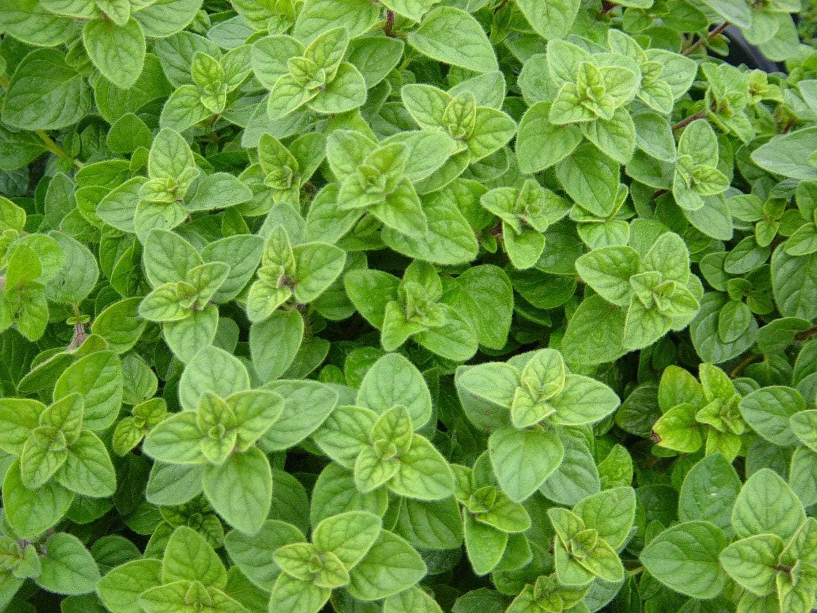 Greek Oregano Herb, Non-GMO, Winter Marjoram, Various Sizes, Free Shipping, Origanum vulgare