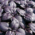 240 Seeds Basil Red Rubin Herb, Ocimum basilicum, Organic Variety, GroCo USA, Buy 15 - Ships Free