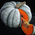 Jarrahdale Blue Pumpkin Seeds - 15 Fresh Seeds - Queensland Cinderella Doll - Cucurbita maxima