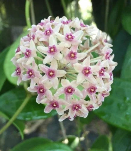 Hoya Plant in 2.5" Pot - Hoya hanhiae - Rooted Houseplant for Indoor Decor