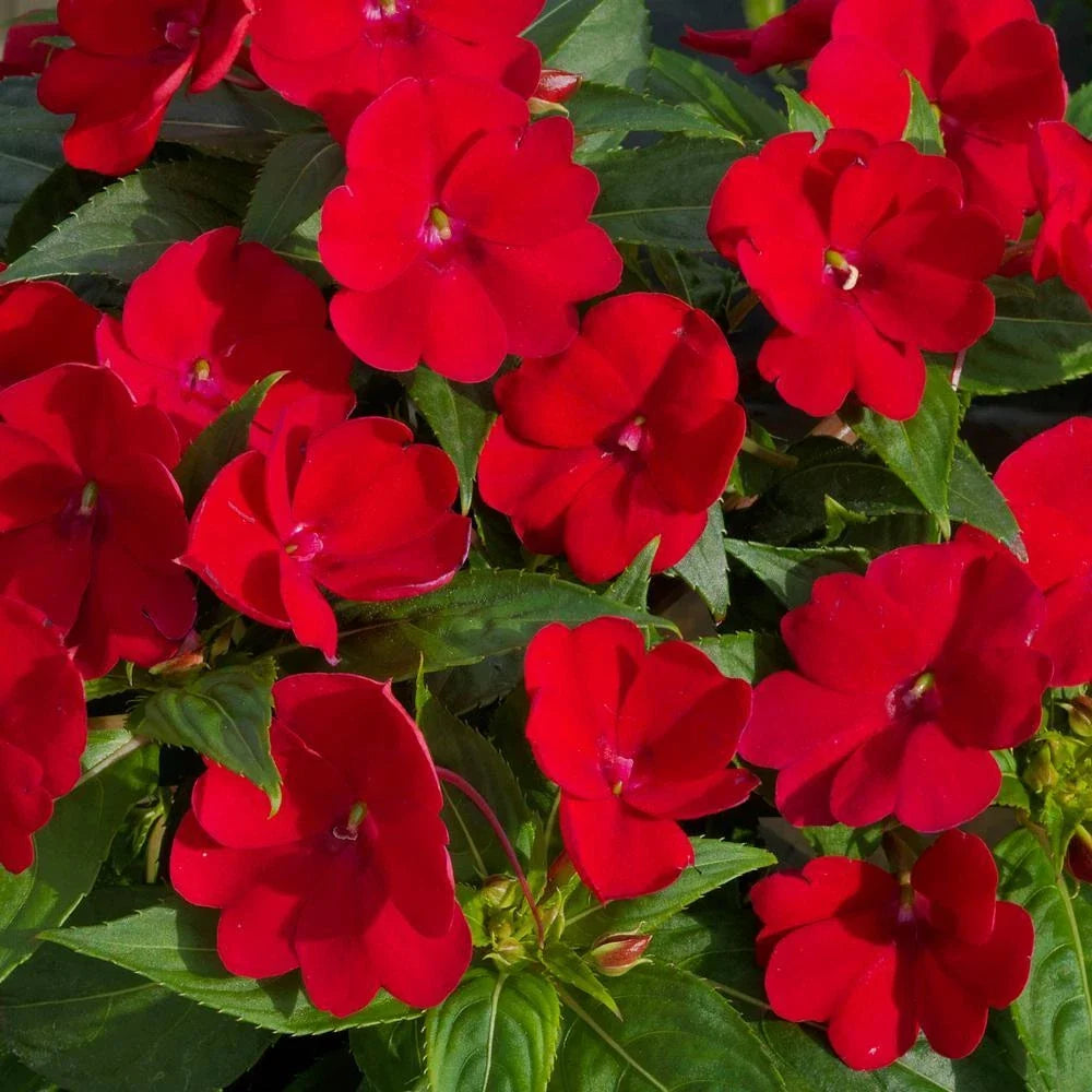 Busy Lizzy Impatiens Seeds - 1000 Count - Royal Red - Impatiens walleriana - Sun & Shade Variety
