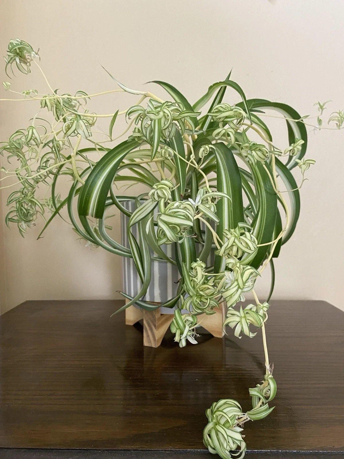 Rare Curly Spider Plant Pups - 3 Live Rooted Cuttings in Water - Chlorophytum comosum 'Bonnie'