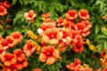Yellow Hummingbird Bush Seeds - 20 Non-GMO Yellow Trumpet Vine Seeds - Tecoma stans