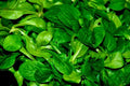 African Cabbage Seeds - 1000 Ethiopian Cabbage Seeds (Cleome Gynandra) for Organic Gardening and Home Planting