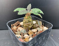 Dorstenia Hybrid Succulent Plant - Rare Well Rooted - 2" Pot - Unique Indoor Plant