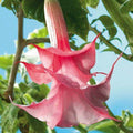Double Pink Rose Angel Trumpet Seeds - Brugmansia Datura - 10 Pack - USA Grown
