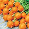 Round Parisian Carrot Seeds | Heirloom Non-GMO | 100+ Seeds | Daucus carota subsp. sativus