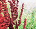 Cactusweed Seeds 50 Count - Curly Dock Seeds (Rumex crispus) for Planting, Non-GMO, Garden Use