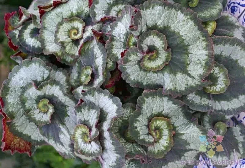 Escargot Begonia Seeds - 25+ Seeds for Garden Planting - Unique Leaf Variegation - Begonia 'Escargot'