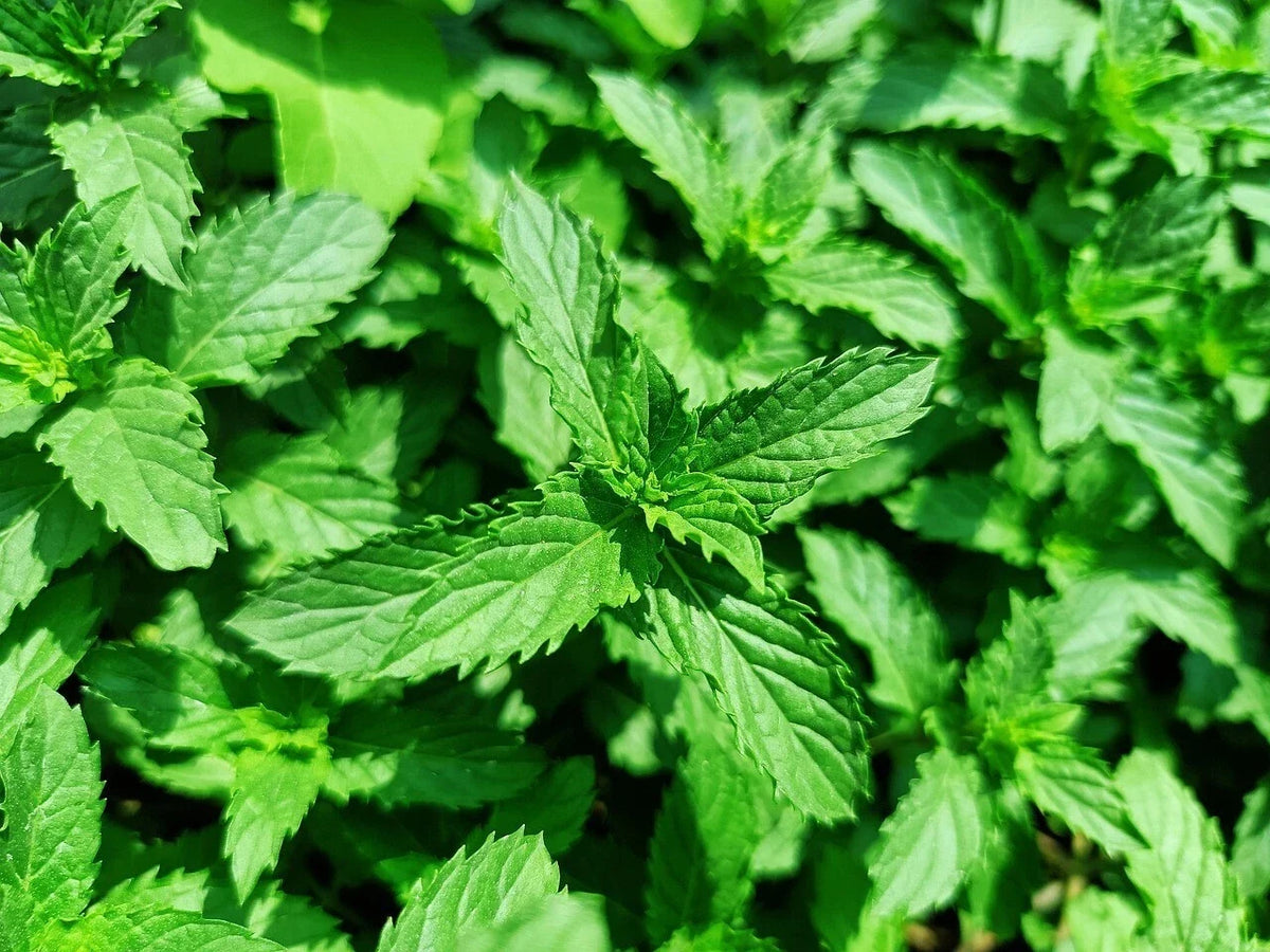 Organic Spearmint Mint Plants - 5 Live Aromatic Herbs - Mentha spicata - Fresh Culinary Flavor