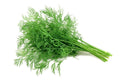 Dill Seeds 200+ Count | Fragrant Culinary Herb | Anethum graveolens