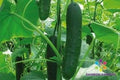 Corinto Cucumber Seeds - 25 Count - Heirloom Variety for Garden Planting - Cucumis sativus - USA