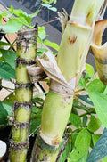 2 Fresh Green Sugarcane Cuttings – Sweet Juicy Variety | Live Ready-to-Plant Organic Cane Starts | Fast-Growing Tropical Plant