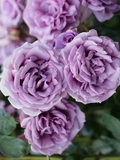 Quicksilver Climbing Rose Unrooted Cuttings Set of 3 Fresh 6 Inch Rose Vine Cuttings