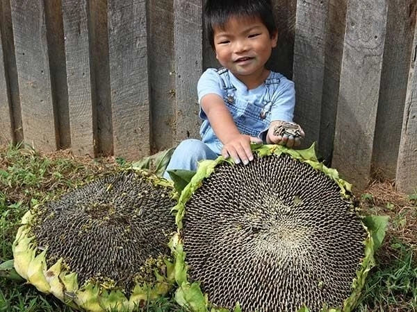Giant Mongolian Sunflower Seeds - Non-GMO Heirloom - 100+ Fresh Seeds - Helianthus giganteus