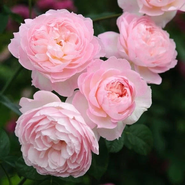 David Austin Rose Cuttings (3) | Retired Variety | Perfect for Rooting | Rosa 'David Austin'