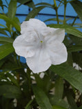 Tall White Mexican Petunia Plants - 6-Pack of Vare Root - Ruellia simplex