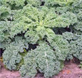 Kale Seeds - Dwarf Siberian Heirloom Non-GMO - 50+ Seeds - Healthy Greens