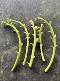 Lamb Hass Avocado Cuttings - 4 Grafting Scions - Persea americana - Ideal for Home Gardening
