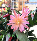 Easter Cactus Cuttings - 3 Rhipsalidopsis Hatiora - Rare Succulent Plant Cuttings for Propagation