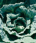 Collard Seed - Morris Heading Variety - Fresh Seeds for Planting - Brassica oleracea