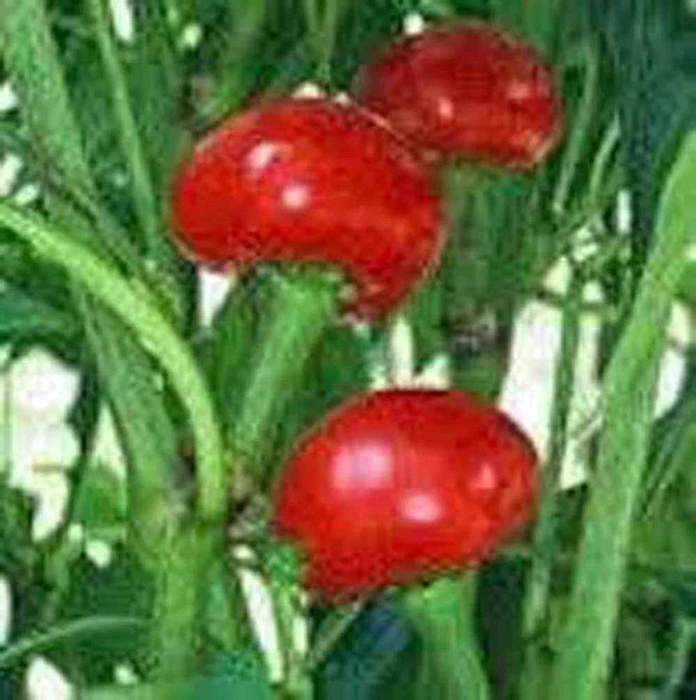 Red Sweet Cherry Pepper Seeds - Heirloom, NON-GMO, 20+ Seeds - Capsicum annuum