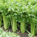 Giant Golden Pascal Celery Seeds - Heirloom Non-GMO Variety - Free Shipping - Apium graveolens