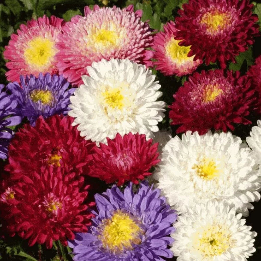 Aster Seeds - Powder Puff Mix, 100 Seeds, Beautiful Annual Cut Flowers, Aster amellus