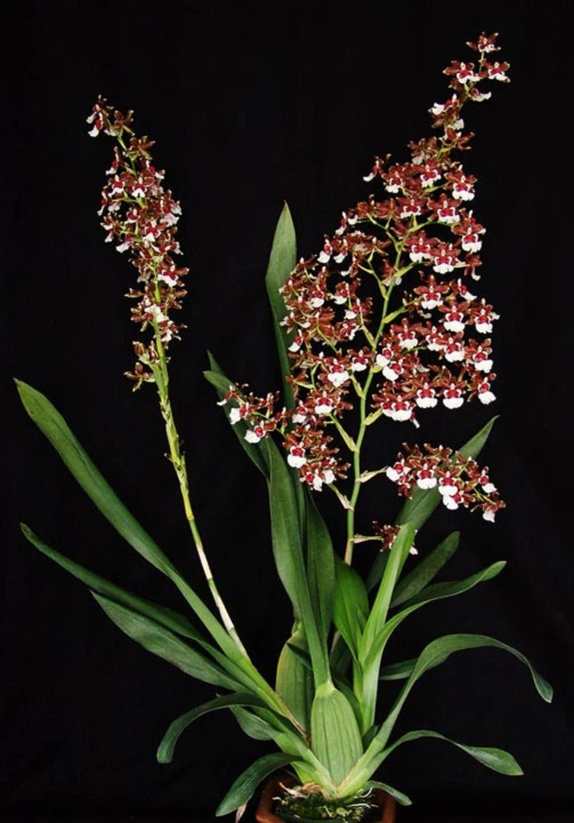 Orchid Plant 2.5" Pot Oncidium Pacific Pagan 'Kilauea'