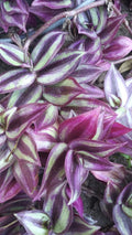 Organic Wandering Jew Cuttings - 6" Pink Purple Green Variegated - Tradescantia zebrina Rooted Plant