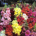 Snapdragon Seeds - 1000+ Madame Butterfly Mix - Antirrhinum majus - Garden Flower Seeds - USA Free Shipping
