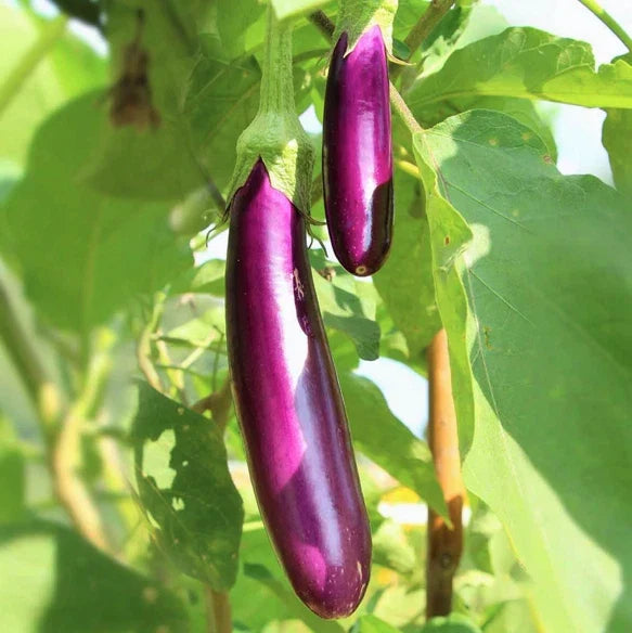 Long Purple Eggplant Seeds | Heirloom Italian Aubergine | Brinjal Squash Seed 2025