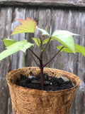 Rooted Purple Sweet Potato Plants - 3 Pack with Coir Pot - Ipomoea batatas - Live Plants Ready to Grow