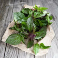 Thai Basil Seeds - 500 Non-GMO Seeds for Container Gardening | Edible Herb for Asian Cooking | Ocimum basilicum var. thyrsiflora
