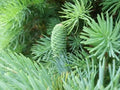 Fortune's Keteleeria Tree Seeds - 30 Seeds - Keteleeria fortunei - Ideal for Planting, Hardy Evergreen