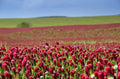 Crimson Clover Seeds - Organic, Non-GMO, Cover Crop - Trifolium incarnatum, 1 lb