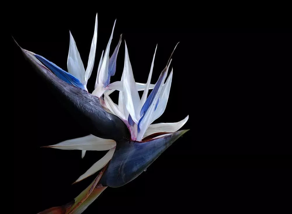 White Bird of Paradise Seeds - 5 Pack - Indoor Plant or Bonsai - Strelitzia nicolai