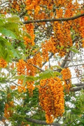 Bronze Shower Tree Seeds - 10 Seeds - Cassia moschata - Tropical Flowering Plant Seeds for Garden or Landscape