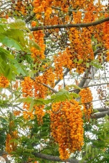 Bronze Shower Tree Seeds - 10 Seeds - Cassia moschata - Tropical Flowering Plant Seeds for Garden or Landscape