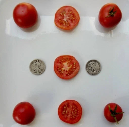 Oregon Spring Tomato Seeds - Very Early Variety - Pack of 25 Seeds - Perfect for Home Gardens