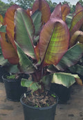 Red Banana Live Starter Plant - Musa Ensete Maurelli - Tropical Fruit Plant for Home Garden